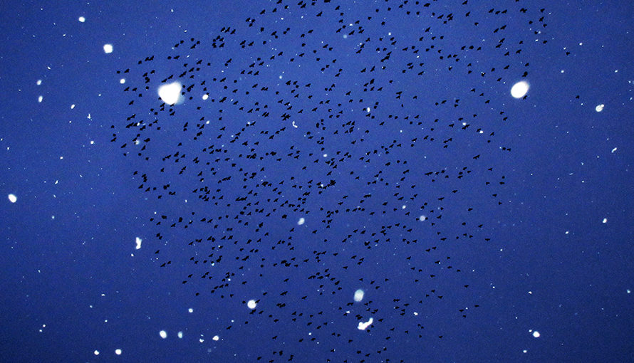 Fotografi på fåglar och snö mot kvällshimmel.