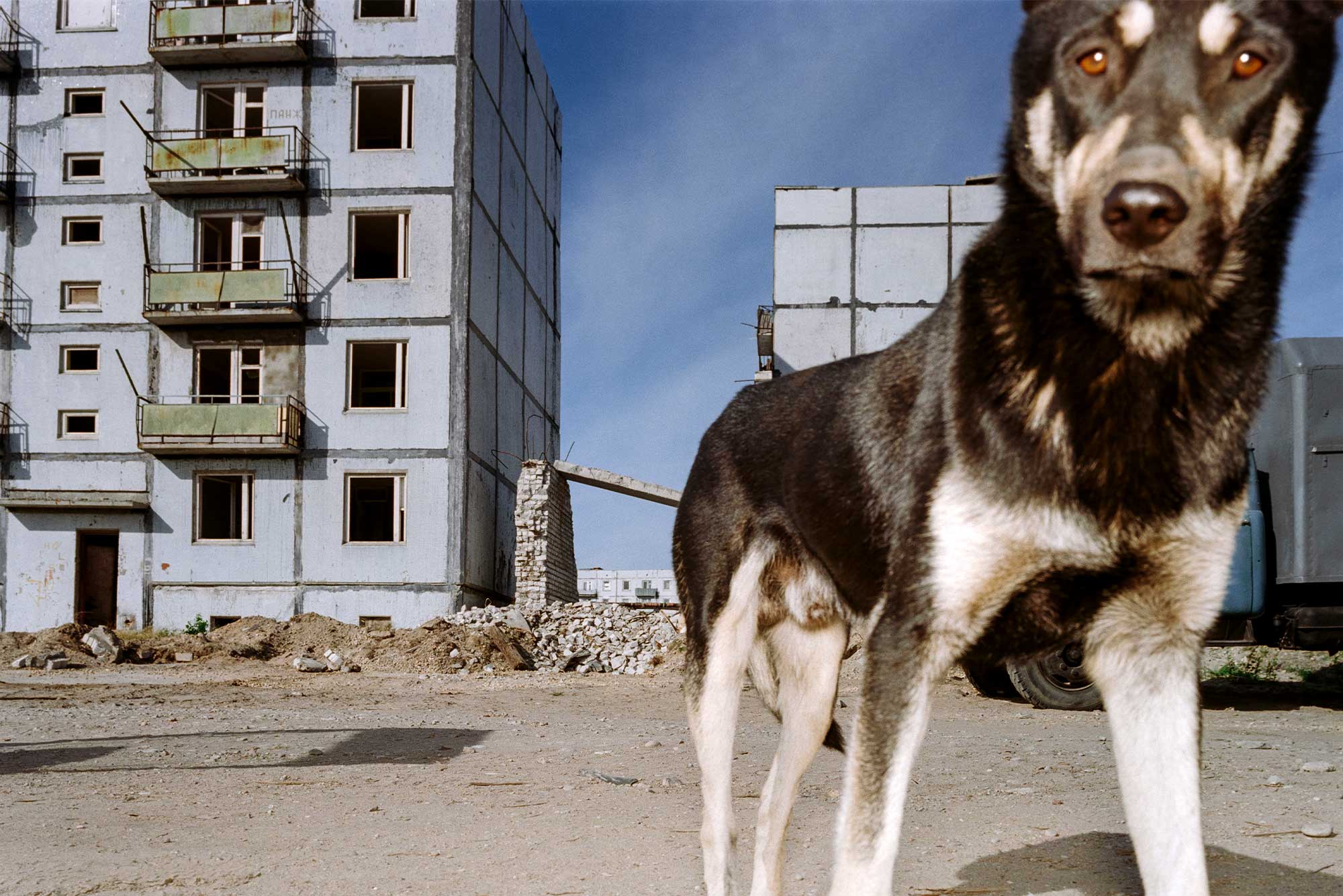 Hund står i framkant mot bakgrund av slitet urbant område.