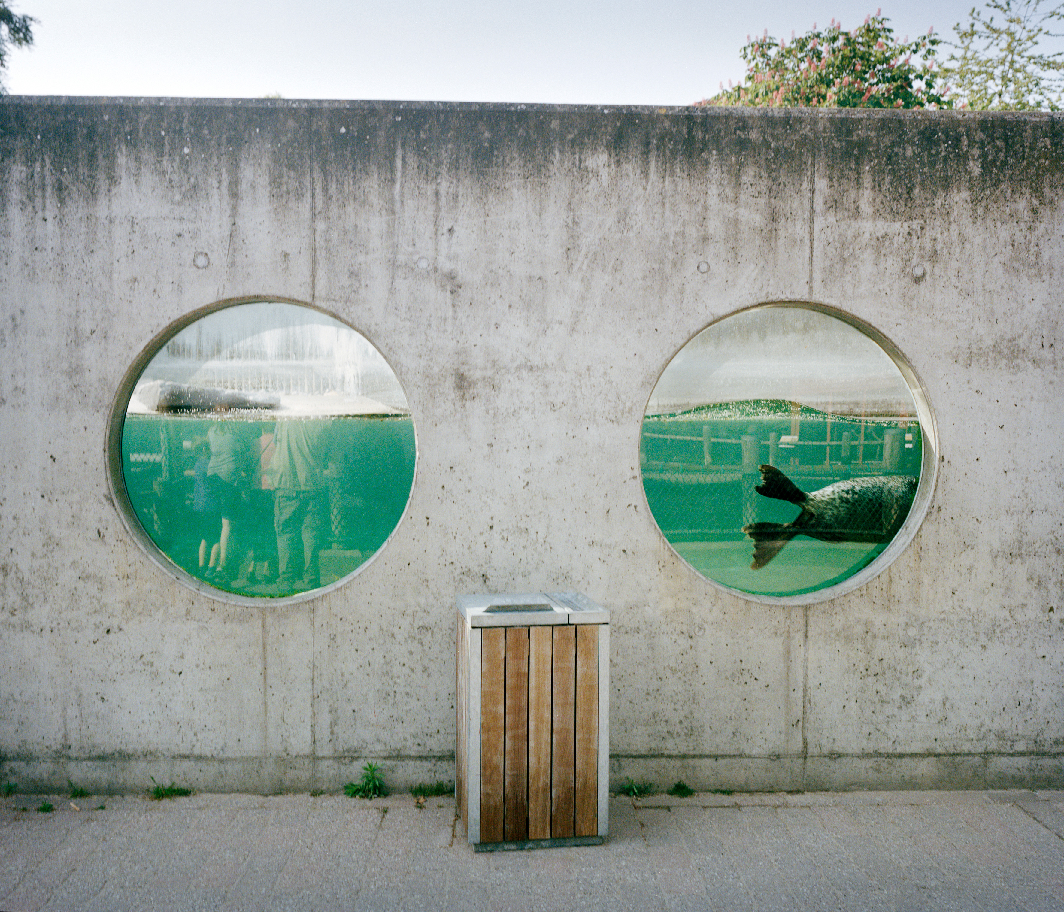 foto föreställande betongvägg med två runda fönster där en kan se en knubbsäl simmar förbi på andra sidan