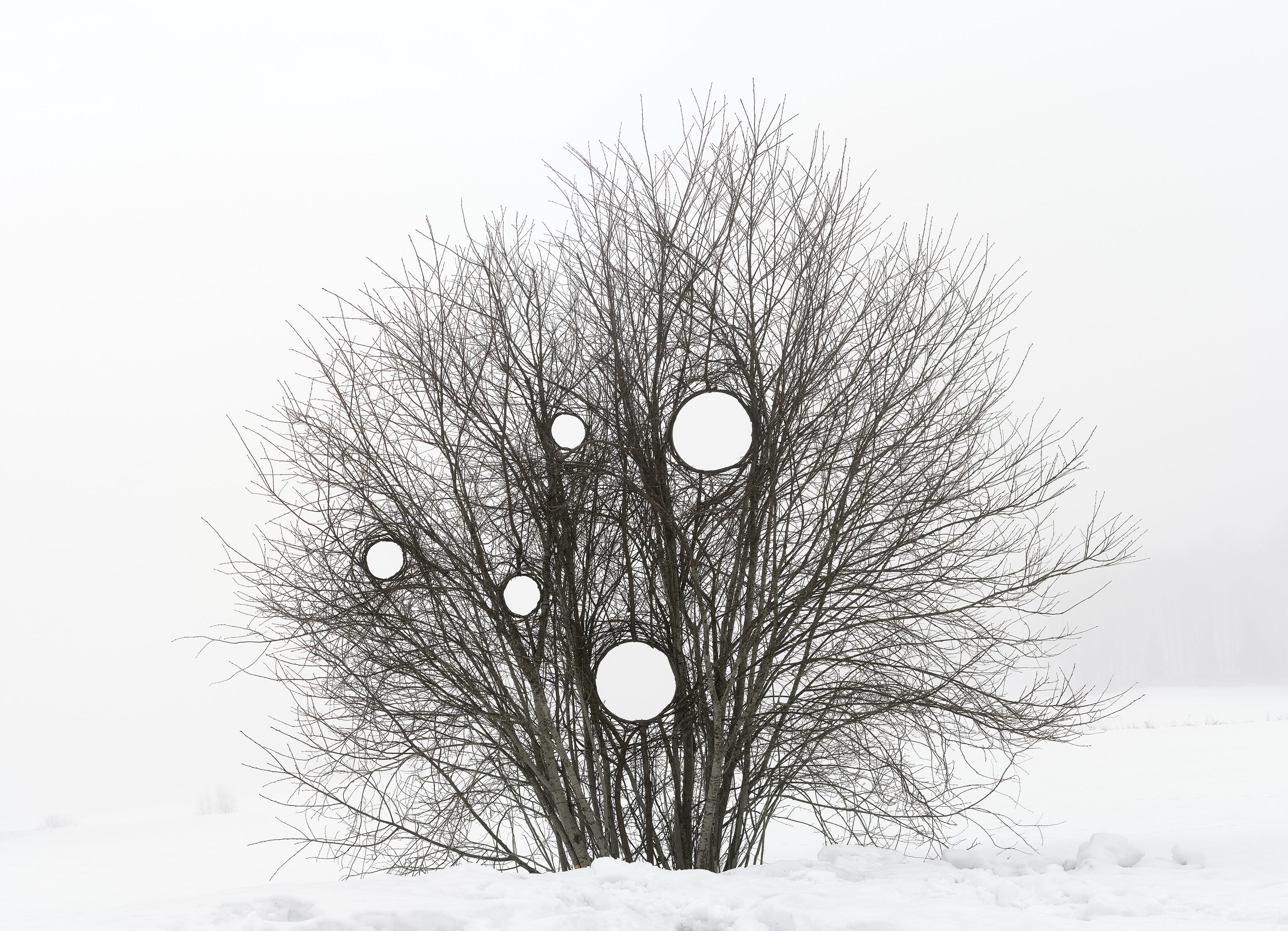 foto i vintertid av träd med ett grenverk som formats och visar hål 