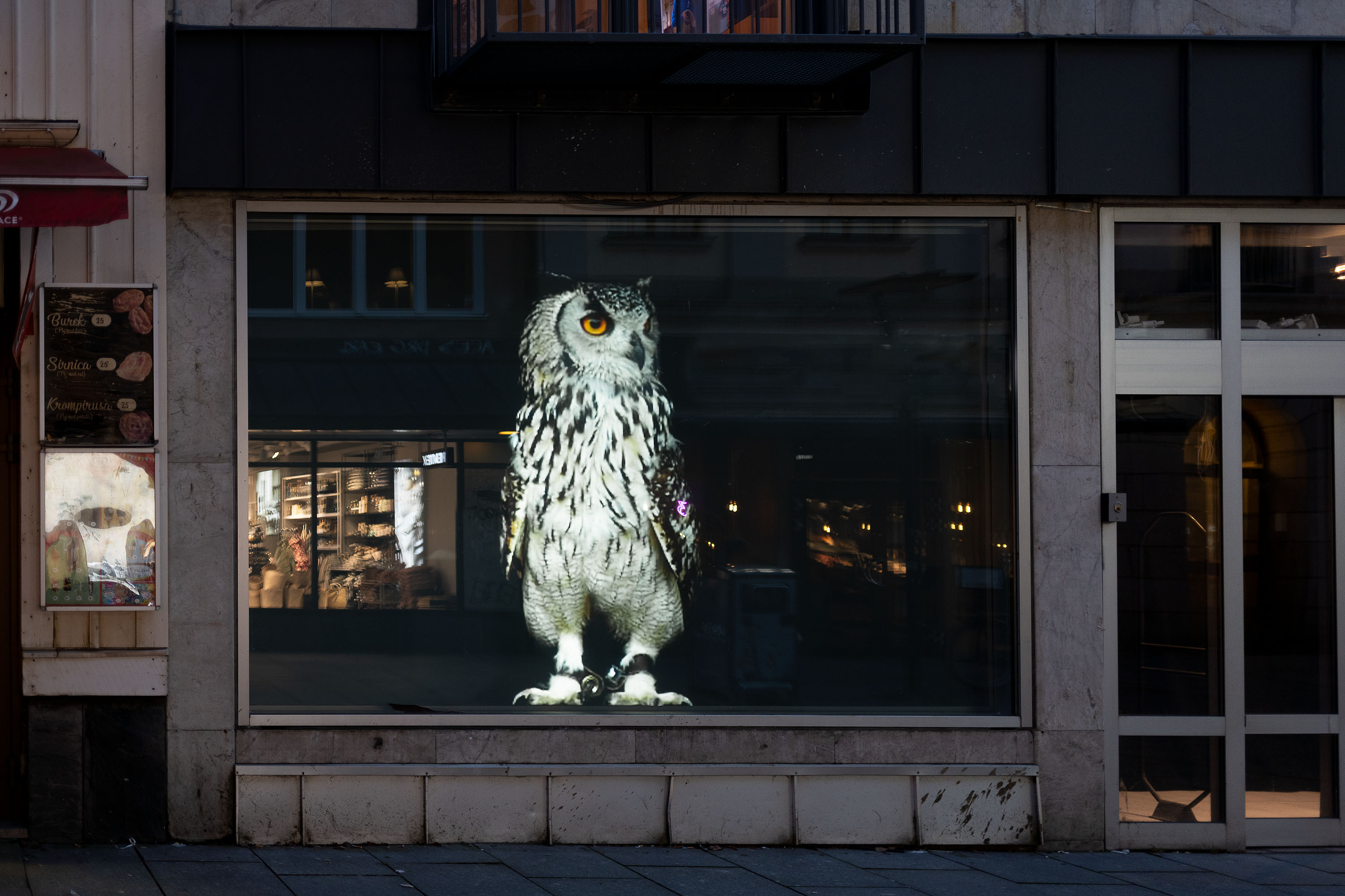 Kvällsmörker i stadsrum med ett skyltfönster som helt tas upp en en stor bild av en uggla
