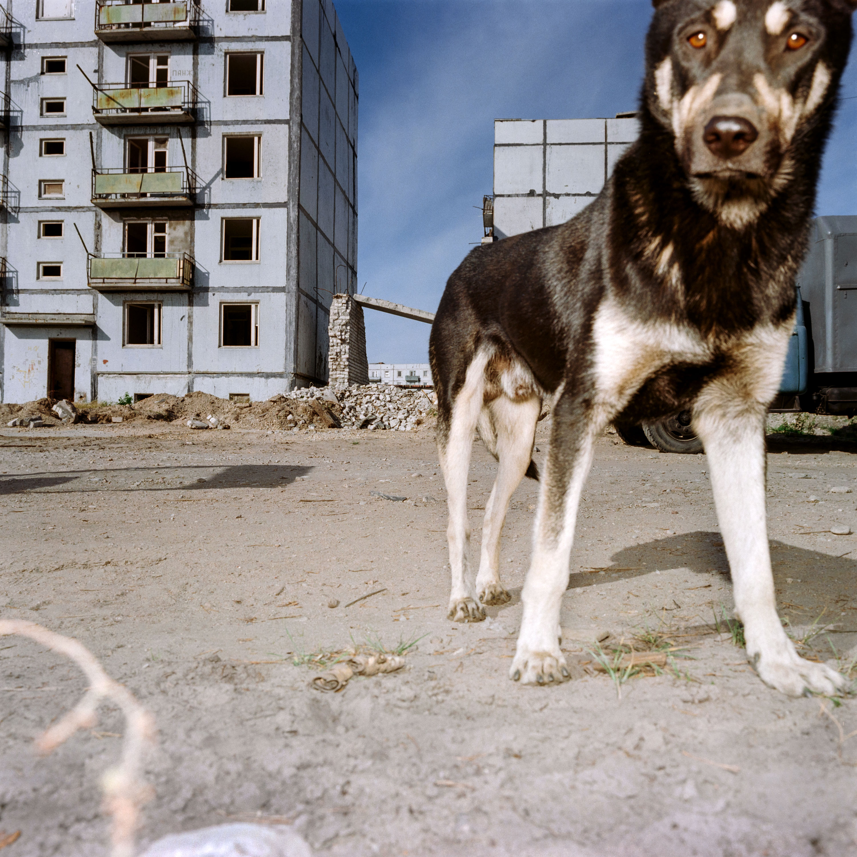 Schäferhund i förgrunden i en urban nedsliten miljö.