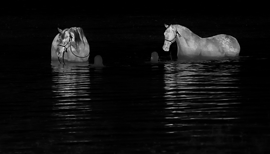 negativ svart/vitt foto med motiv av två hästar i vatten